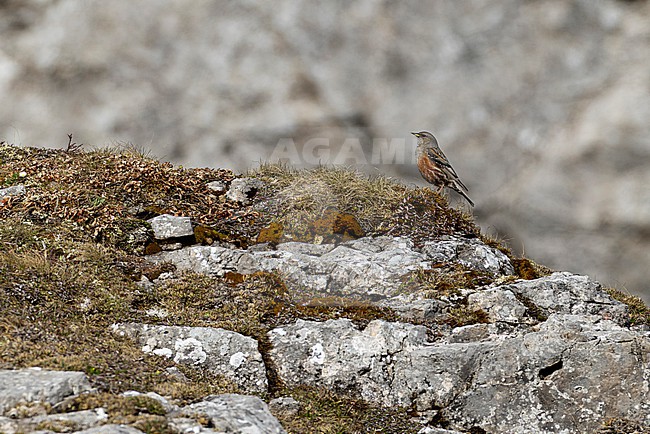 adult male Alpine Accentor (Prunella collaris) perching on the ground, found in austrian alps stock-image by Agami/Mathias Putze,