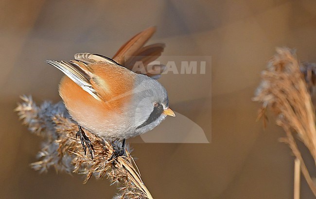 Panurus biarmicus stock-image by Agami/Eduard Sangster,