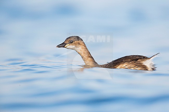 Wintering Little Grebe (Tachybaptus ruficollis ruficollis) on a lake in Germany. stock-image by Agami/Ralph Martin,