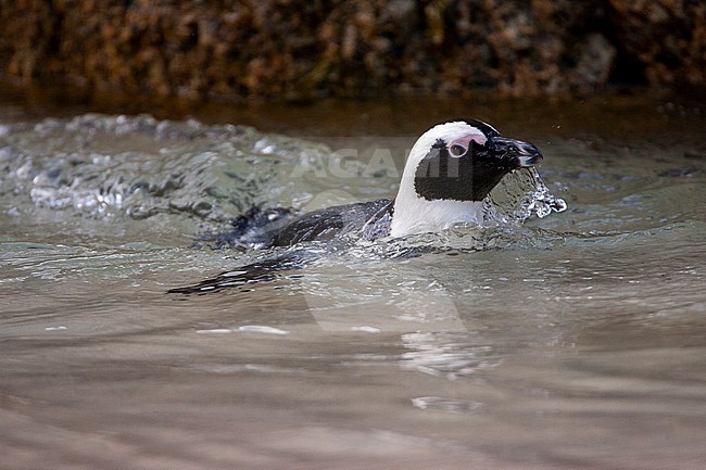 African Penguin (Spheniscus demersus), or Jackass Penguin, on Boulders Beach, Simon's town, South Africa. Swimming in shallow water. stock-image by Agami/Marc Guyt,