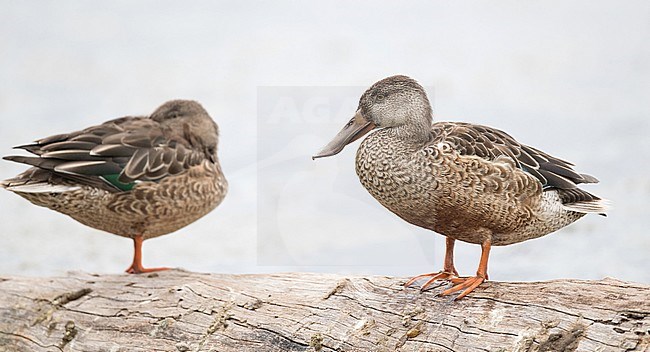 Northern Shoveler (Spatula clypeata) standing on a log. stock-image by Agami/Ian Davies,