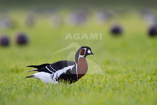 Roodhalsgans in weiland, Red-breasted Goose in meadow stock-image by Agami/Menno van Duijn,