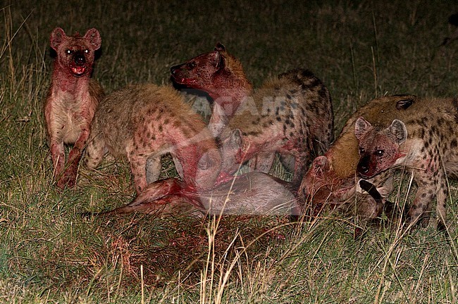 A pack of spotted hyenas, Crocuta crocuta, feeding on a wildebeest at night. Masai Mara National Reserve, Kenya. stock-image by Agami/Sergio Pitamitz,