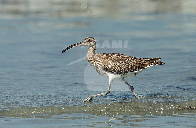 Eurasian Whimbrel (Numenius phaeopus) running through the sea on a beach in the Gambia during winter. stock-image by Agami/Dick Forsman,