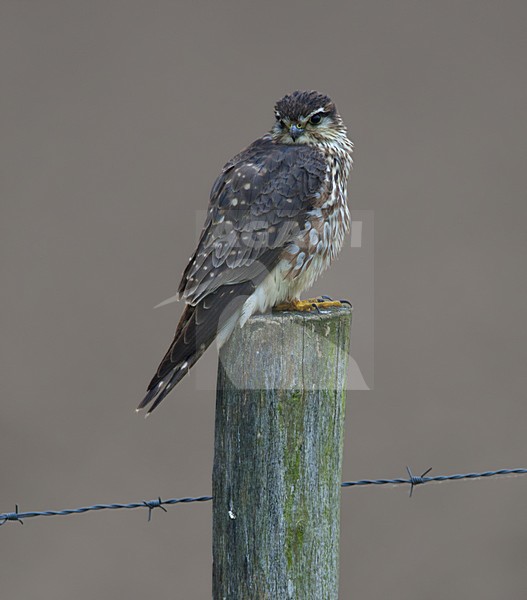 Smelleken op paal; Merlin on a post stock-image by Agami/Harvey van Diek,