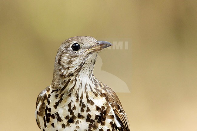 Grote Lijster portret, Mistle Thrush portret, stock-image by Agami/Walter Soestbergen,