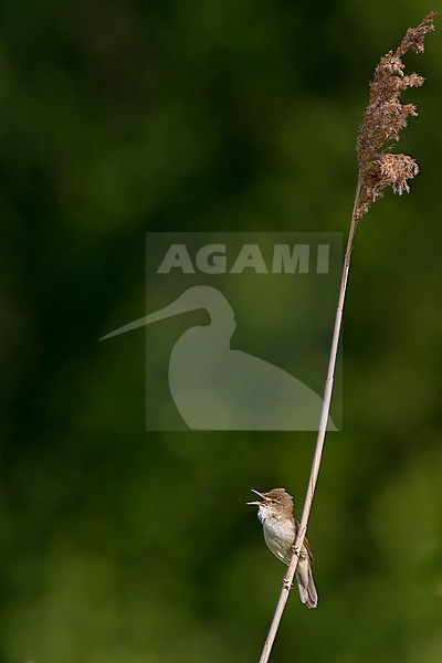 Adult male Blyth's Reed Warbler (Acrocephalus dumetorum) at Voorburg in the Netherlands. Rare spring vagrant. stock-image by Agami/Menno van Duijn,