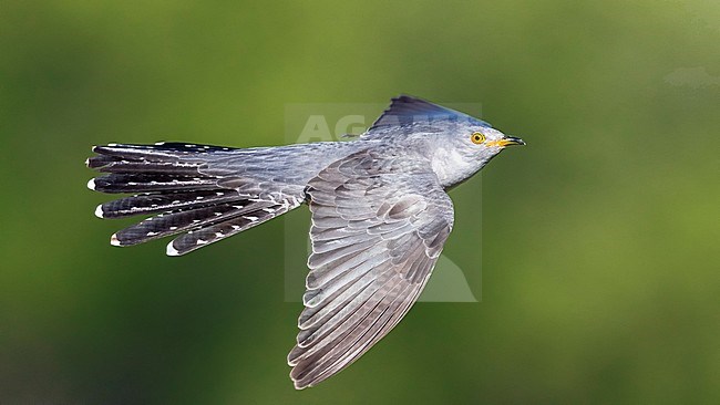 Probable male Eastern Common Cuckoo flying in Atyrau, Kazakhstan. May 30, 2017. stock-image by Agami/Vincent Legrand,