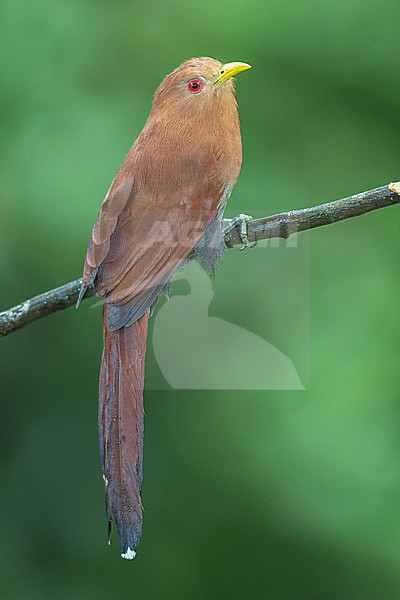 Little Cuckoo (Coccycua minuta gracilis) at San Rafael, Antioquia, Colombia. stock-image by Agami/Tom Friedel,