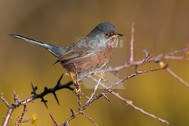 Dartford Warbler; Sylvia undata stock-image by Agami/Daniele Occhiato,