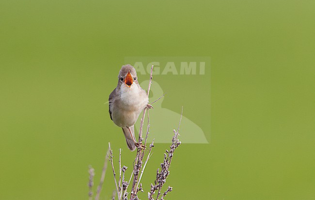 Marsh Warbler (Acrocephalus palustris) perched in scrub at Nordsjælland, Denmark stock-image by Agami/Helge Sorensen,