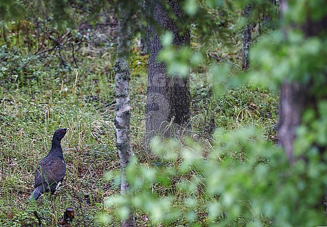 Auerhoen, Western Capercaillie stock-image by Agami/Markus Varesvuo,