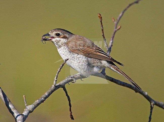 Vrouwtje Grauwe Klawier; Female Red-backed Shrike stock-image by Agami/Markus Varesvuo,