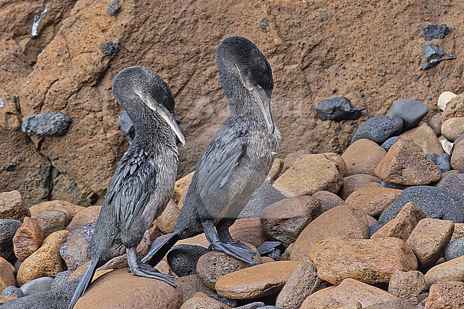 Flightless Cormorant, Nannopterum harrisi, on the Galapagos Islands, part of the Republic of Ecuador. Only found on just two islands; Fernandina, and the northern and western coasts of Isabela. stock-image by Agami/Pete Morris,