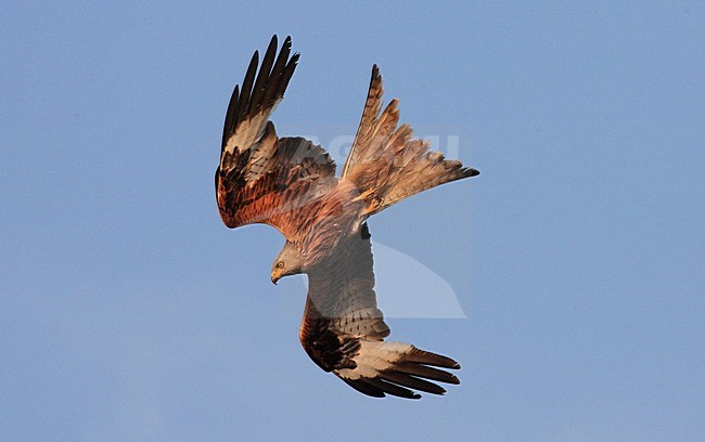 Rode Wouw in de vlucht; Red Kite in flight stock-image by Agami/Jacques van der Neut,