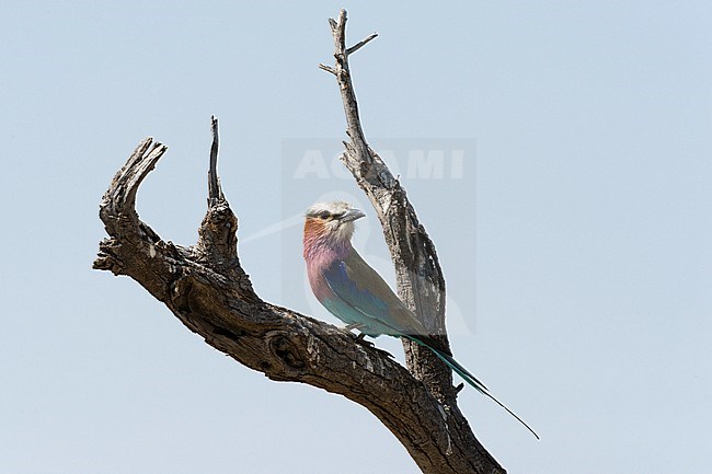 A lilac-breasted roller, Coracias caudatus, perching on a dead tree branch. Savute Marsh, Chobe National Park, Botswana. stock-image by Agami/Sergio Pitamitz,