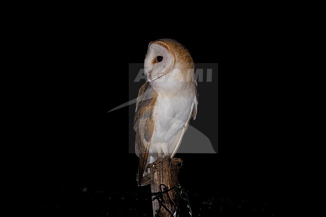 Barn Owl (Tyto alba), fornt view of an adult perched on a post, Campania, Italy stock-image by Agami/Saverio Gatto,
