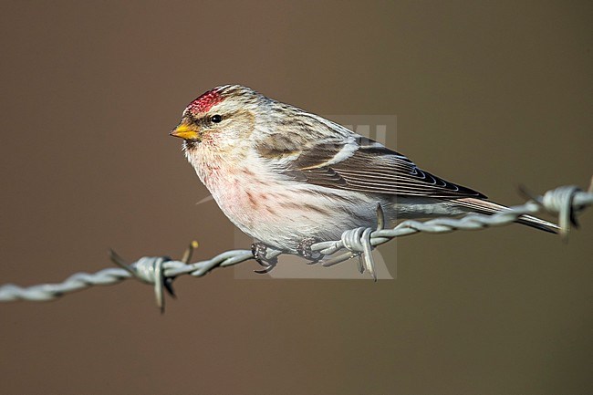 Coues' Arctic Redpoll perched on a wire in Arnhem, the Netherlands. February 10, 2018. stock-image by Agami/Vincent Legrand,