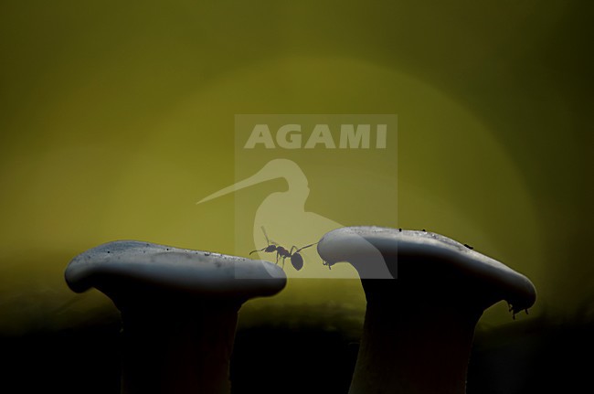 Bosmieren op paddestoel, Wood ants on fungus stock-image by Agami/Rob de Jong,