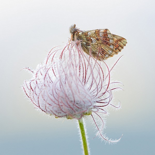 Napaea fritillary, also known as Mountain fritillary, resting on small plant in Mercantour in France. Sitting on top of a purple flower against a white background. stock-image by Agami/Iolente Navarro,