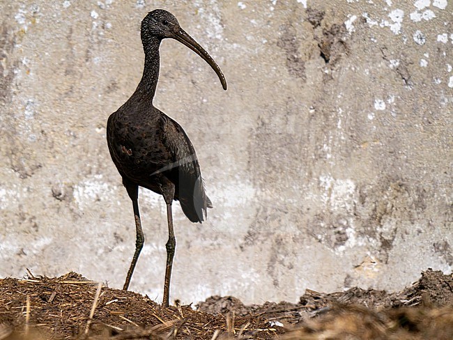 Glossy Ibis, Plegadis falcinellus stock-image by Agami/Hans Germeraad,