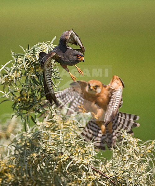 Paartje Roodpootvalken; Pair of Red-footed Falcons stock-image by Agami/Marc Guyt,