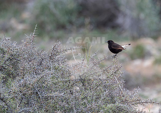 Adult Black Wheatear, Oenanthe leucura, in late winter in Spain. stock-image by Agami/Marc Guyt,