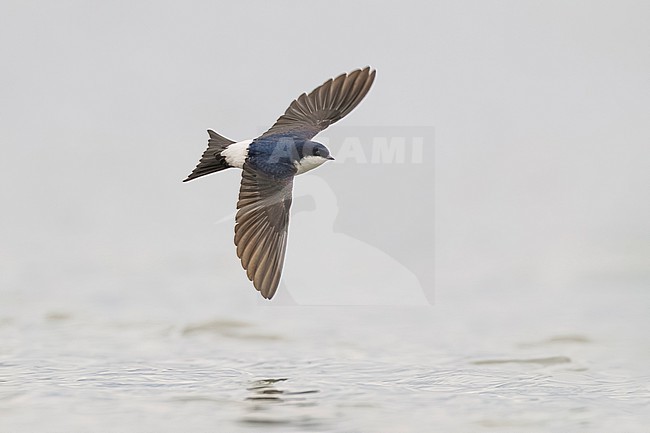 Common House Martin, Delichon urbicum, in Italy. stock-image by Agami/Daniele Occhiato,