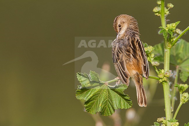 Zitting Cisticola - Zistensänger - Cisticola juncidis ssp. cisticola, Morocco stock-image by Agami/Ralph Martin,
