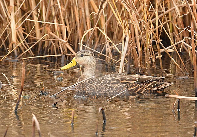 Mottled Duck in Texas stock-image by Agami/Eduard Sangster,