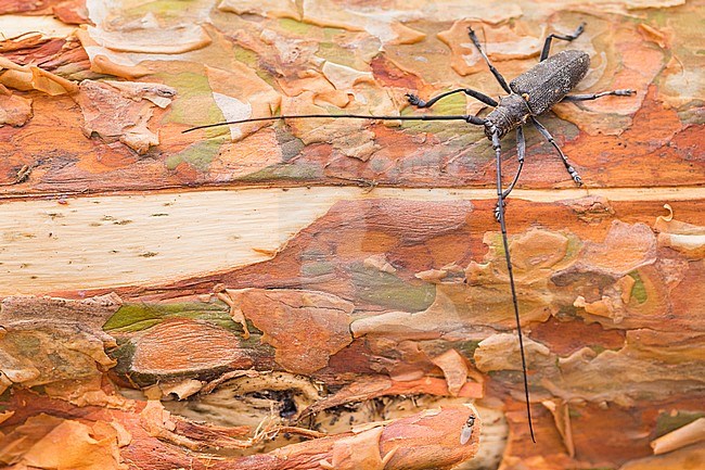 Monochamus galloprovincialis cinerascens - Pine Sawyer - Gefleckter Langhornbock, Russia (Baikal), imago, male stock-image by Agami/Ralph Martin,