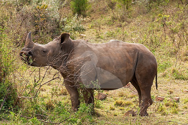 Portrait of a rare white rhinoceros, Cerototherium simium. Masai Mara National Reserve, Kenya. stock-image by Agami/Sergio Pitamitz,