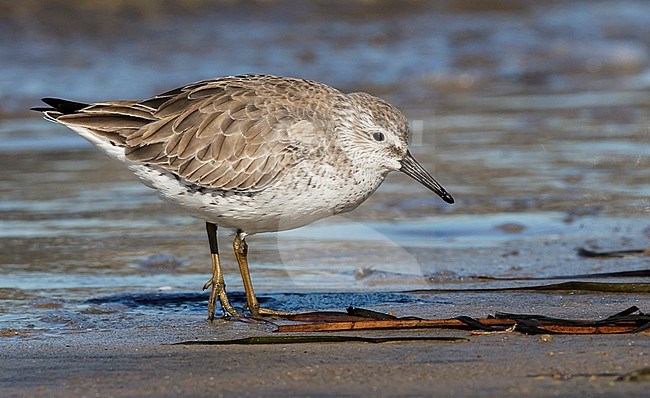 Adult non-breeding
San Diego Co., CA
December 2012 stock-image by Agami/Brian E Small,