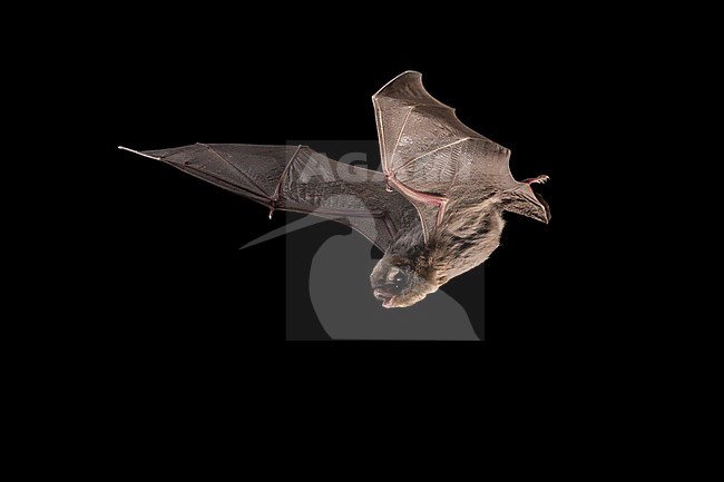Schreibers' Bat, (Miniopterus Schreibersii) stock-image by Agami/Theo Douma,