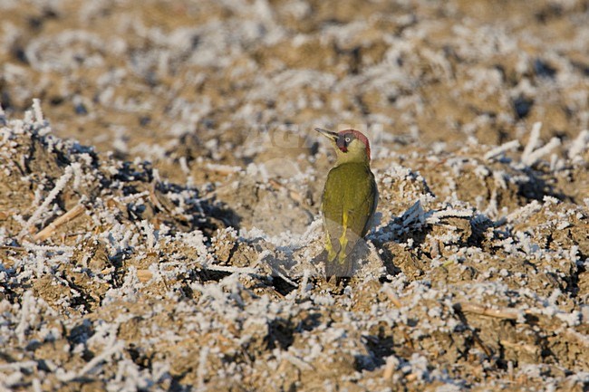 Groene Specht op een kale akker; European Green Woodpecker on a bare field stock-image by Agami/Arie Ouwerkerk,