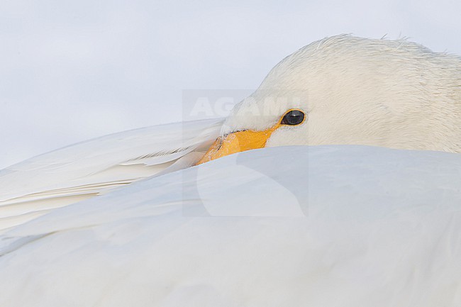Whooper Swan (Cygnus cygnus) in winter surronding. stock-image by Agami/Marcel Burkhardt,