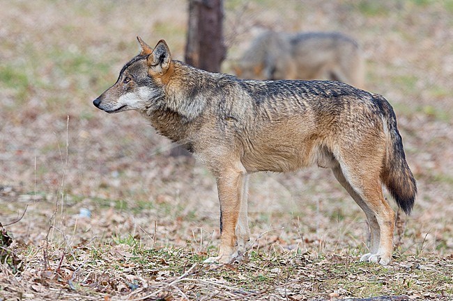 Italian Wolf (Canis lupus italicus), captive animal standing on the ground, Civitella Alfedena, Abruzzo, Italy stock-image by Agami/Saverio Gatto,