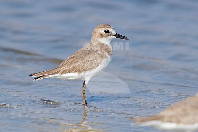 Greater Sand Plover (Charadrius leschenaultii), side view of an adult in winter plumage in Oman stock-image by Agami/Saverio Gatto,