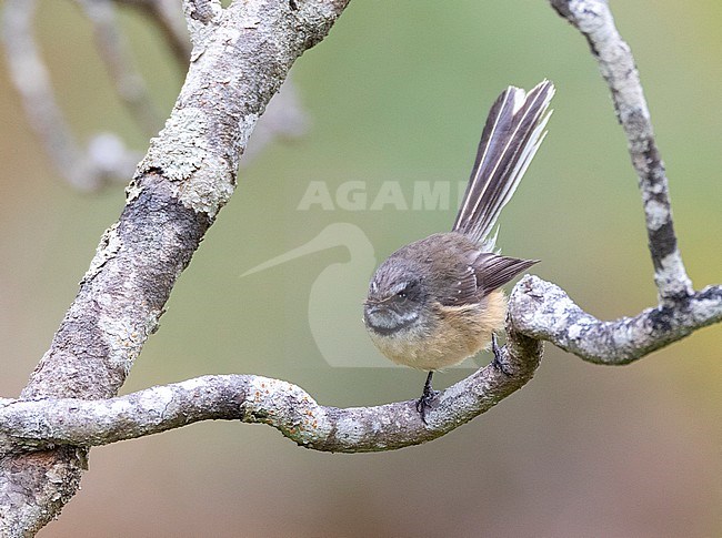 Chatham Island Fantail (Rhipidura fuliginosa penita) perched in a small tree on the Chatham Islands off New Zealand. stock-image by Agami/Marc Guyt,