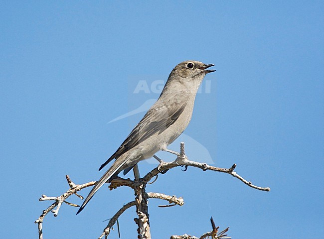 Townsend-solitaire zingend, Townsends solitaire singng stock-image by Agami/Marc Guyt,