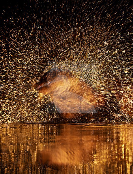 Eurasian otter (Lutra lutra) in Hungary. Fishing at night in a fish pond. Shaing water from its fur. stock-image by Agami/Marc Guyt,