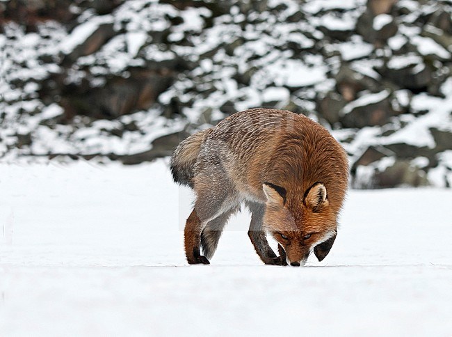 Red Fox (Vulpes vulpes) in the snow in Italy during cold winter. Sniffing for prey. stock-image by Agami/Alain Ghignone,