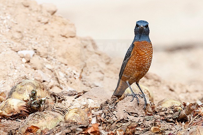 Male Rufous-tailed Rock Thrush (Monticola saxatilis) during spring migration at Yotvata, Israel stock-image by Agami/Marc Guyt,