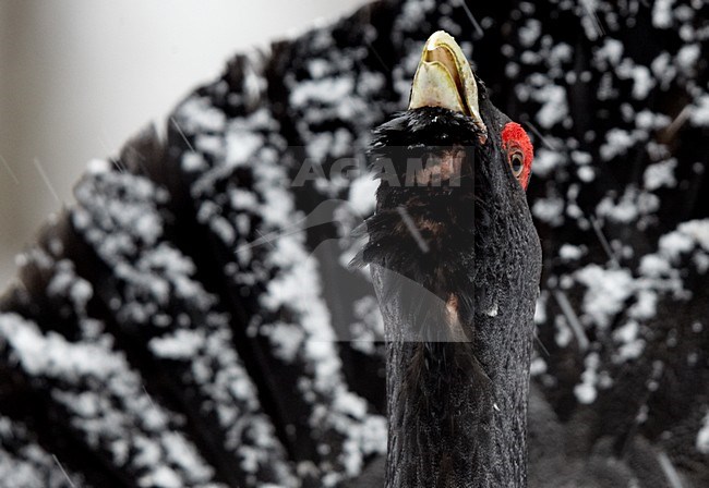 Closeup van baltsend mannetje Auerhoen, Close up of displaying male Capercaillie stock-image by Agami/Markus Varesvuo,