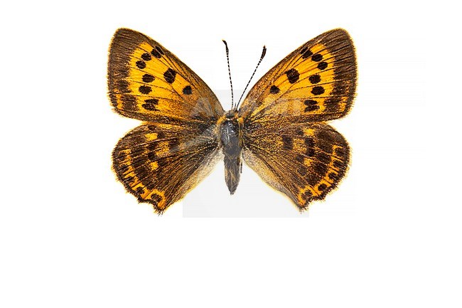 Morgenrood, Scarce Copper, Lycaena virgaureae stock-image by Agami/Wil Leurs,