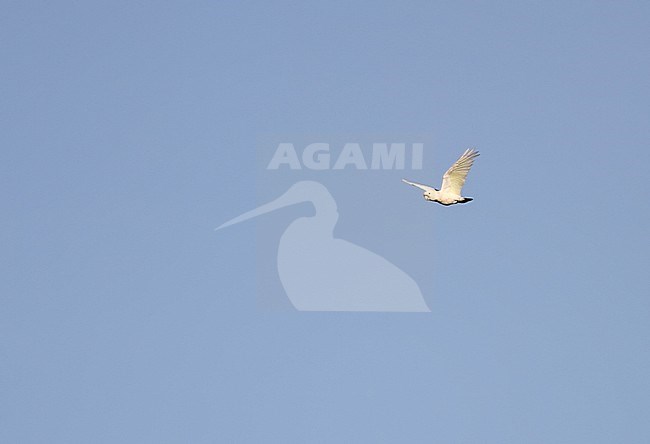 Tanimbar Corella (Cacatua goffiniana), also known as Goffin's cockatoo or Goffin's corella. This species is near threatened due to deforestation and bird trade. stock-image by Agami/James Eaton,