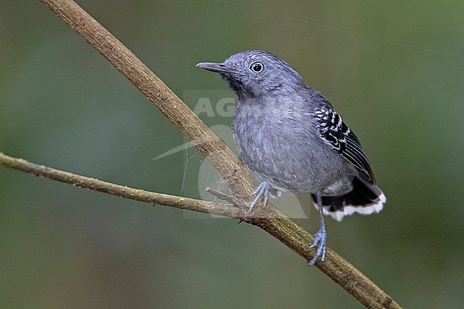 A male Band-tailed Antbird at Puerto Nariño, Amazonas, Colombia stock-image by Agami/Tom Friedel,