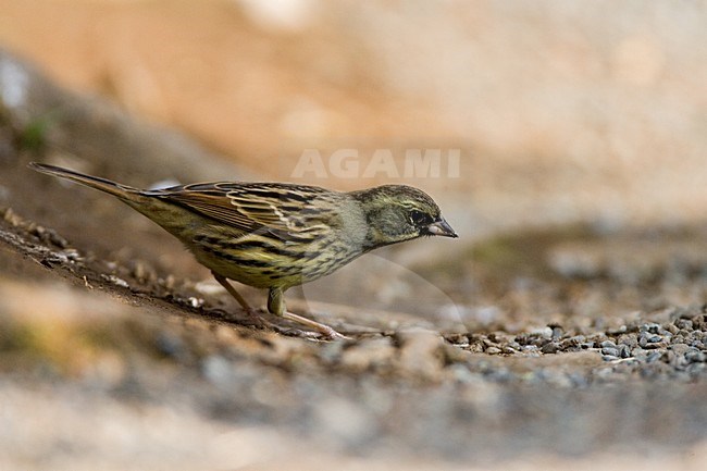Wintering Masked Bunting (Emberiza personata) in a citypark in Tokyo, Japan. Also known as Schoeniclus personata. Standing on the ground. stock-image by Agami/Marc Guyt,
