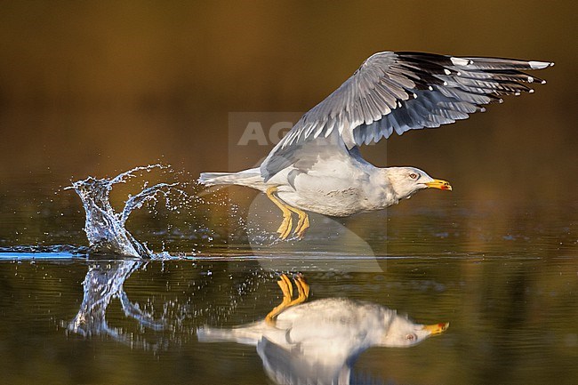 Adult Yellow-legged Gull (Larus michahellis) in Italy. stock-image by Agami/Daniele Occhiato,