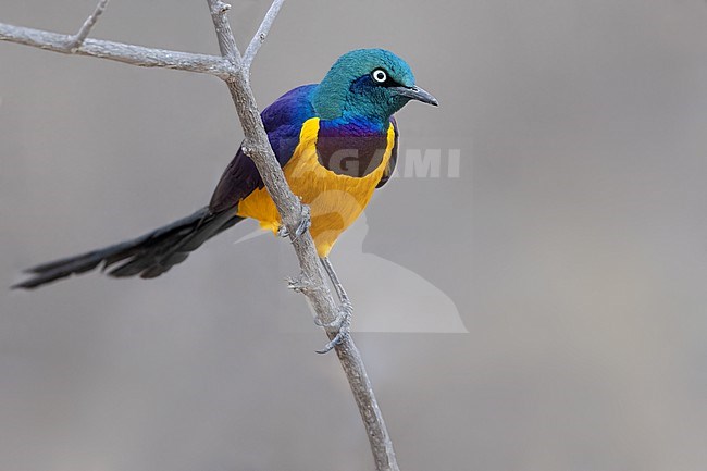 Golden-breasted Starling (Lamprotornis regius) in Tanzania. stock-image by Agami/Dubi Shapiro,